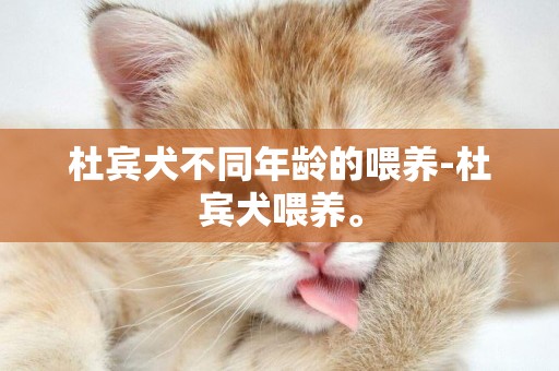 杜賓犬不同年齡的喂養-杜賓犬喂養。
