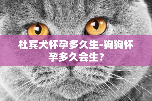 杜賓犬懷孕多久生-狗狗懷孕多久會生？
