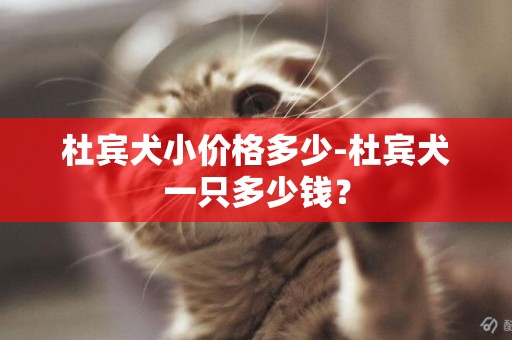 杜賓犬小價格多少-杜賓犬一只多少錢？
