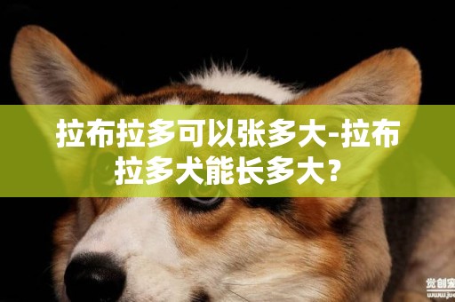拉布拉多可以張多大-拉布拉多犬能長多大？