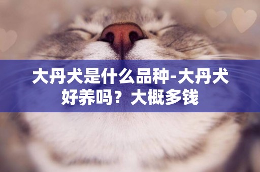 大丹犬是什么品種-大丹犬好養嗎？大概多錢