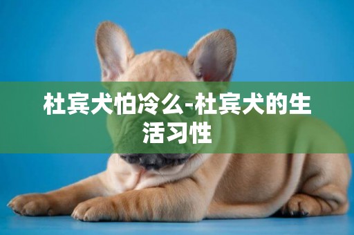 杜賓犬怕冷么-杜賓犬的生活習性