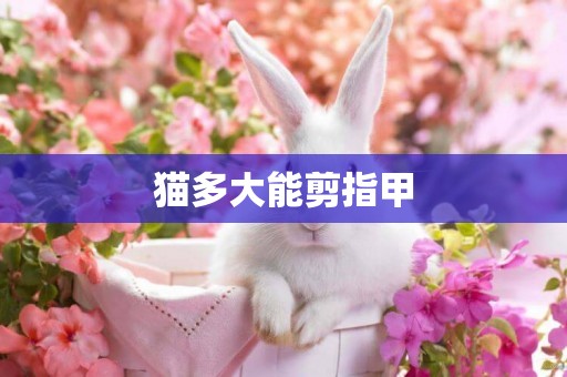 貓多大能剪指甲