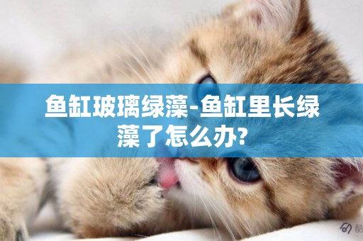 魚缸玻璃綠藻-魚缸里長綠藻了怎么辦?