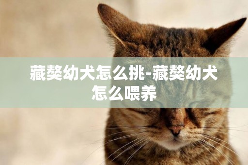 藏獒幼犬怎么挑-藏獒幼犬怎么喂養