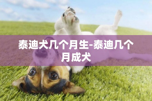 泰迪犬幾個月生-泰迪幾個月成犬