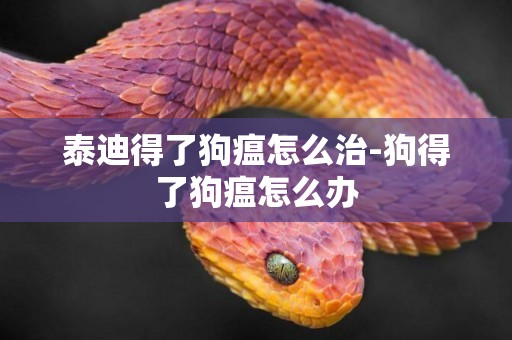 泰迪得了狗瘟怎么治-狗得了狗瘟怎么辦