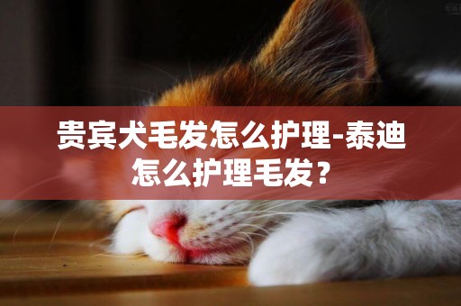貴賓犬毛發怎么護理-泰迪怎么護理毛發？