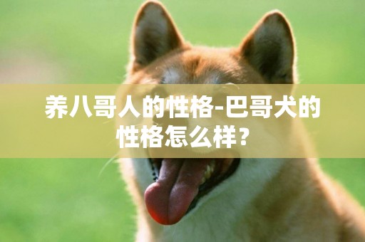 養八哥人的性格-巴哥犬的性格怎么樣？