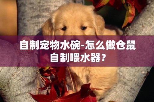 自制寵物水碗-怎么做倉鼠自制喂水器？