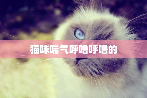 貓咪喘氣呼嚕呼嚕的