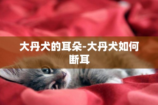 大丹犬的耳朵-大丹犬如何斷耳