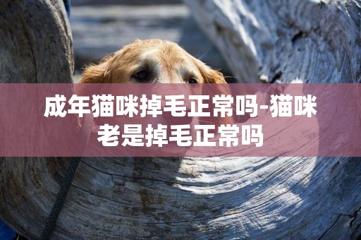 成年貓咪掉毛正常嗎-貓咪老是掉毛正常嗎