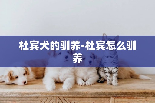 杜賓犬的馴養-杜賓怎么馴養