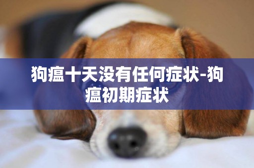 狗瘟十天沒有任何癥狀-狗瘟初期癥狀