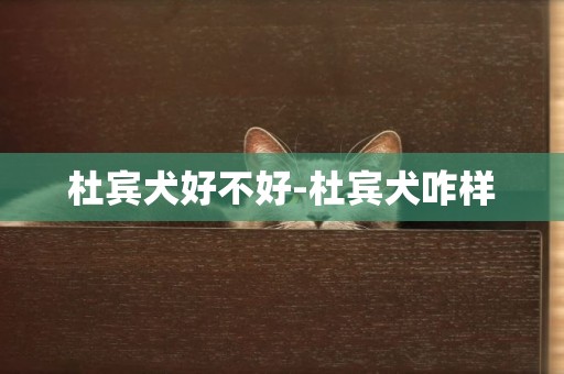 杜賓犬好不好-杜賓犬咋樣