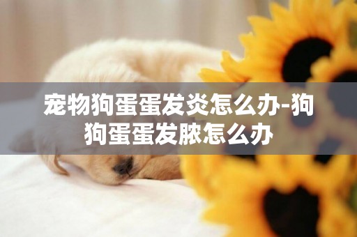 寵物狗蛋蛋發炎怎么辦-狗狗蛋蛋發膿怎么辦