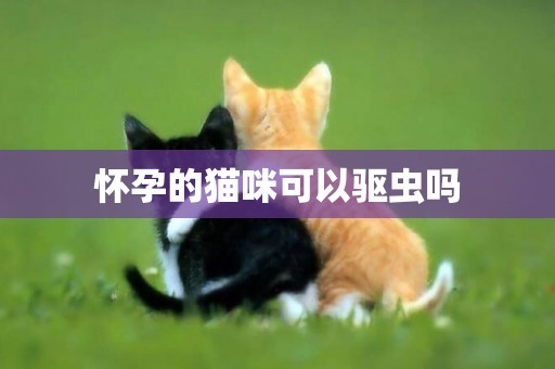 懷孕的貓咪可以驅蟲嗎