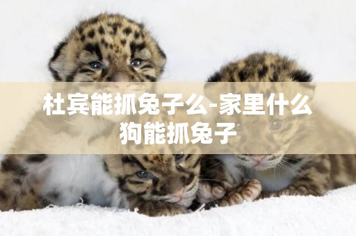 杜賓能抓兔子么-家里什么狗能抓兔子