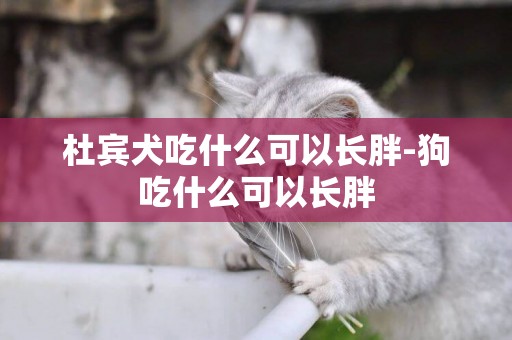 杜賓犬吃什么可以長胖-狗吃什么可以長胖