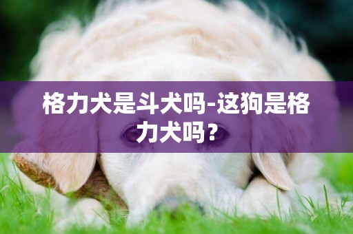 格力犬是斗犬嗎-這狗是格力犬嗎？