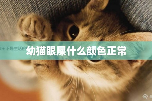 幼貓眼屎什么顏色正常