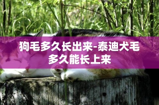 狗毛多久長出來-泰迪犬毛多久能長上來