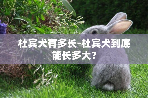 杜賓犬有多長-杜賓犬到底能長多大？