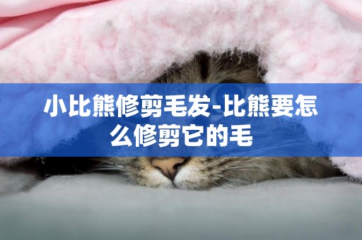 小比熊修剪毛發-比熊要怎么修剪它的毛