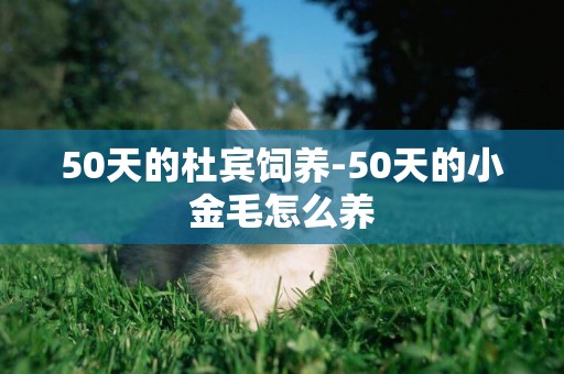 50天的杜賓飼養-50天的小金毛怎么養