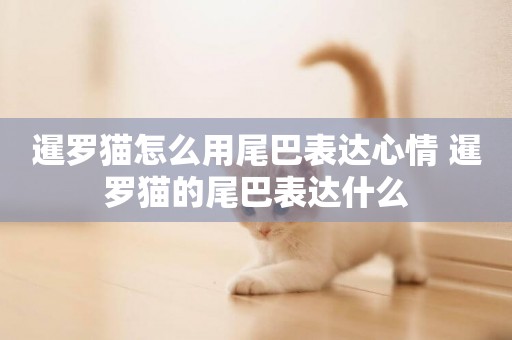 暹羅貓怎么用尾巴表達心情 暹羅貓的尾巴表達什么