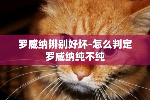 羅威納辨別好壞-怎么判定羅威納純不純