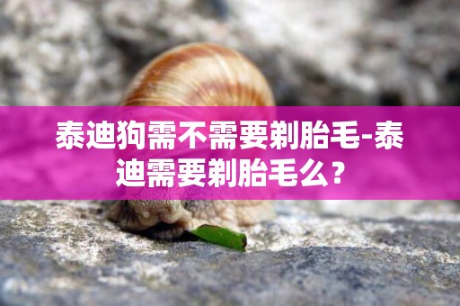 泰迪狗需不需要剃胎毛-泰迪需要剃胎毛么？