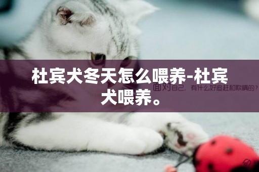 杜賓犬冬天怎么喂養-杜賓犬喂養。