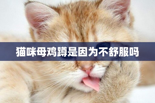 貓咪母雞蹲是因為不舒服嗎