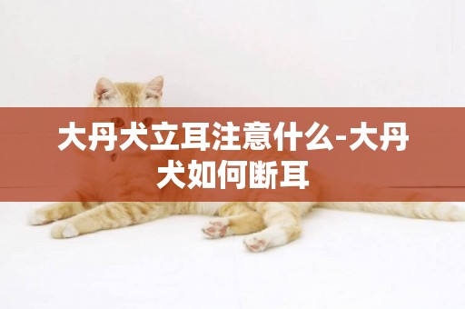 大丹犬立耳注意什么-大丹犬如何斷耳
