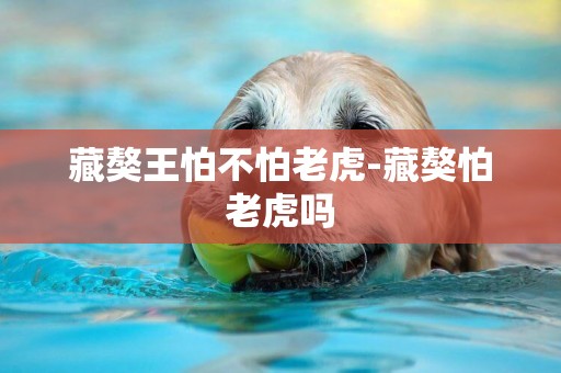 藏獒王怕不怕老虎-藏獒怕老虎嗎