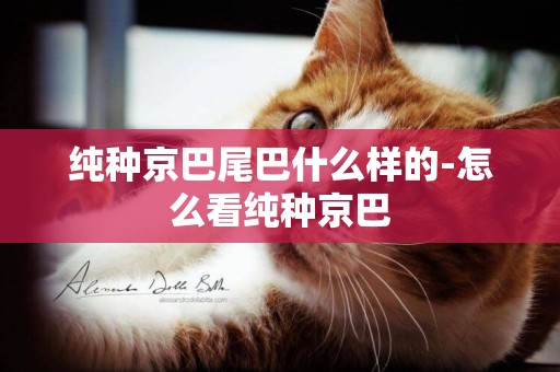 純種京巴尾巴什么樣的-怎么看純種京巴