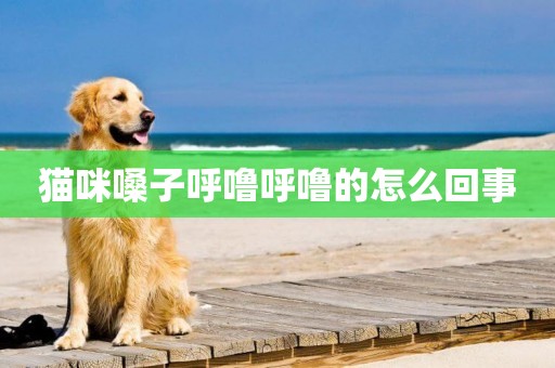 貓咪嗓子呼嚕呼嚕的怎么回事