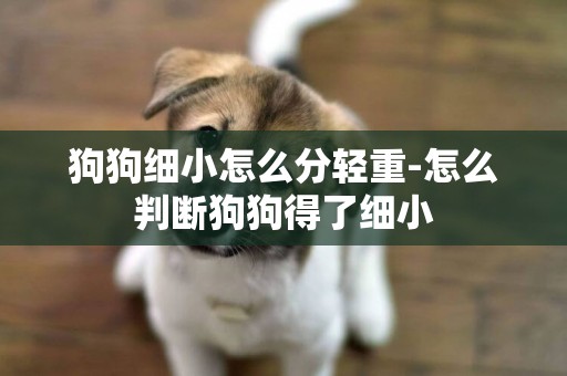 狗狗細小怎么分輕重-怎么判斷狗狗得了細小