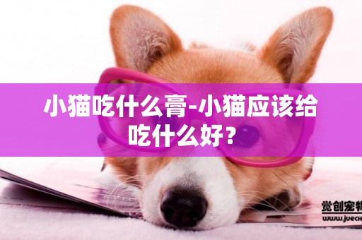 小貓吃什么膏-小貓應該給吃什么好？