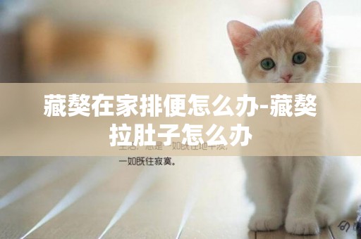 藏獒在家排便怎么辦-藏獒拉肚子怎么辦