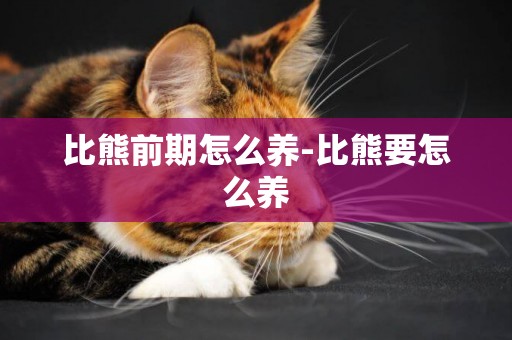 比熊前期怎么養-比熊要怎么養