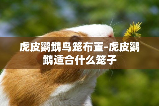 虎皮鸚鵡鳥籠布置-虎皮鸚鵡適合什么籠子