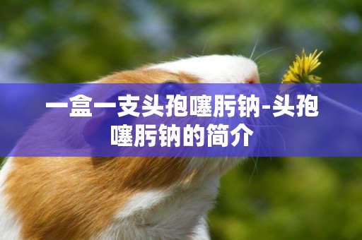 一盒一支頭孢噻肟鈉-頭孢噻肟鈉的簡介