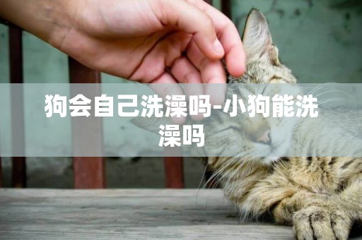 狗會自己洗澡嗎-小狗能洗澡嗎