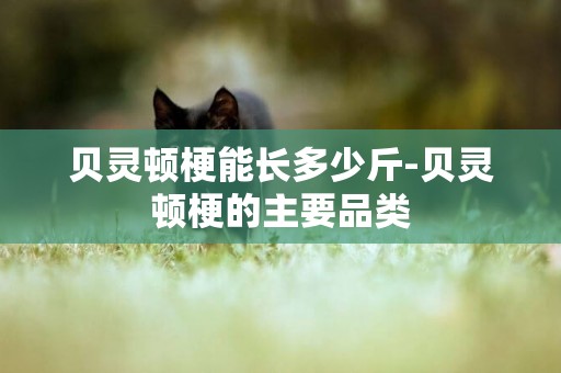 貝靈頓梗能長多少斤-貝靈頓梗的主要品類