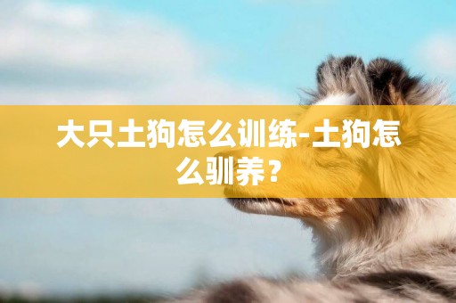大只土狗怎么訓練-土狗怎么馴養？