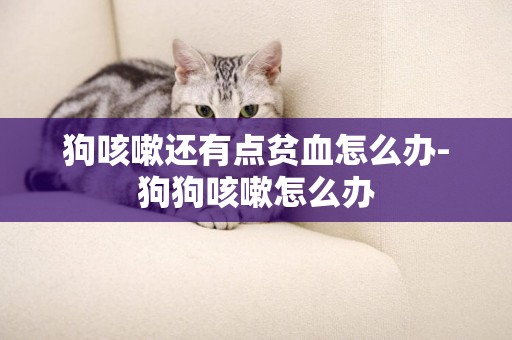 狗咳嗽還有點貧血怎么辦-狗狗咳嗽怎么辦