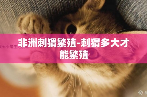 非洲刺猬繁殖-刺猬多大才能繁殖